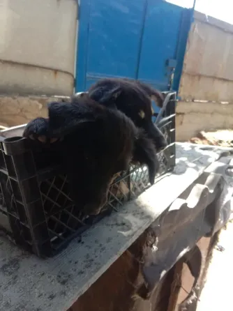 Отдам в добрые руки Макеевка