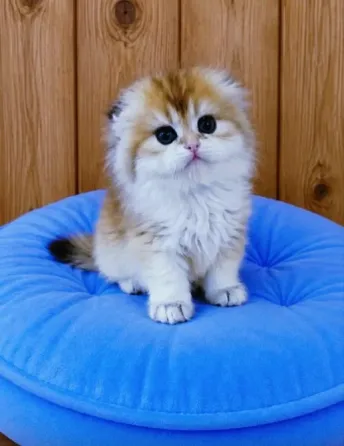 Кошечка хайленд фолд Донецк