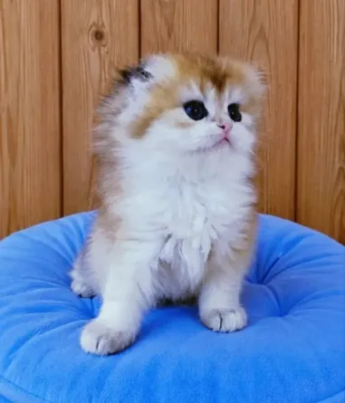 Кошечка хайленд фолд Донецк