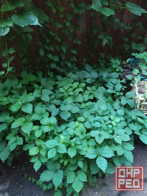 Продам декоративный виноград Вичи Донецк - изображение 3