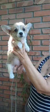Корги щенки Донецк