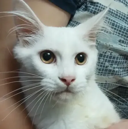 Мейн кун котята белоснежные Донецк