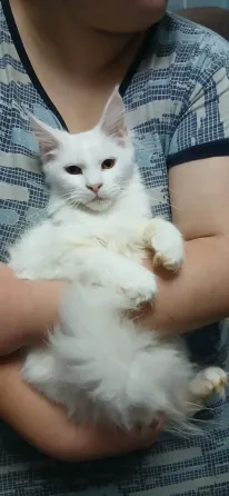 Мейн кун котята белоснежные Донецк