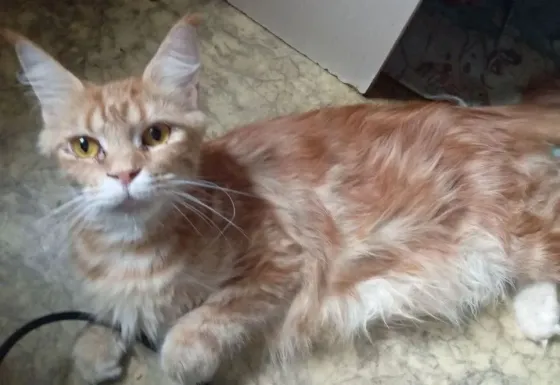 Мейн кун котята белоснежные Донецк