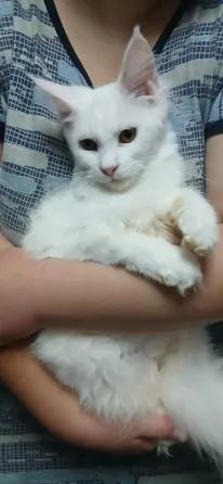 Мейн кун котята белоснежные Донецк