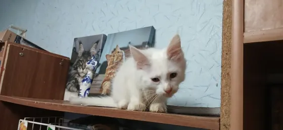 Мейн кун котята белоснежные Донецк