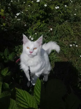 Мейн кун котята белоснежные Донецк
