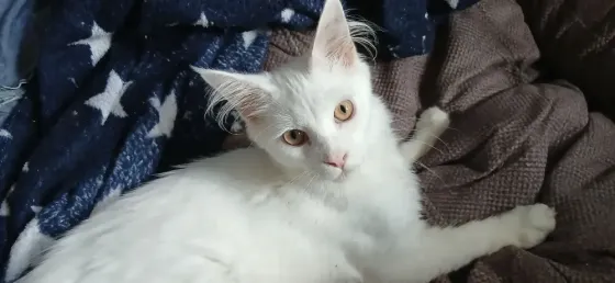 Мейн кун котята белоснежные Донецк