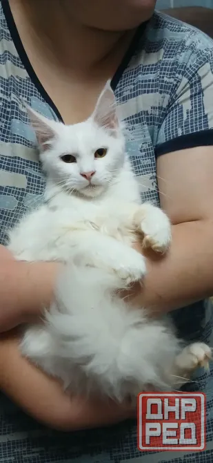 Мейн кун котята Донецк - изображение 1