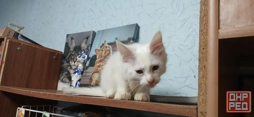 Мейн кун котята белоснежные Донецк - изображение 1