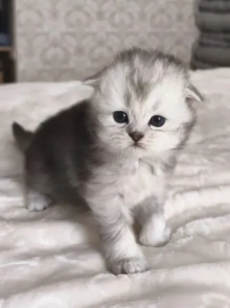 Шотландский вислоухий короткошёрстный котёнок Мариуполь
