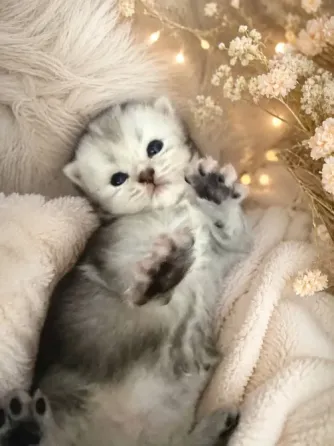 Шотландский вислоухий короткошёрстный котёнок Мариуполь