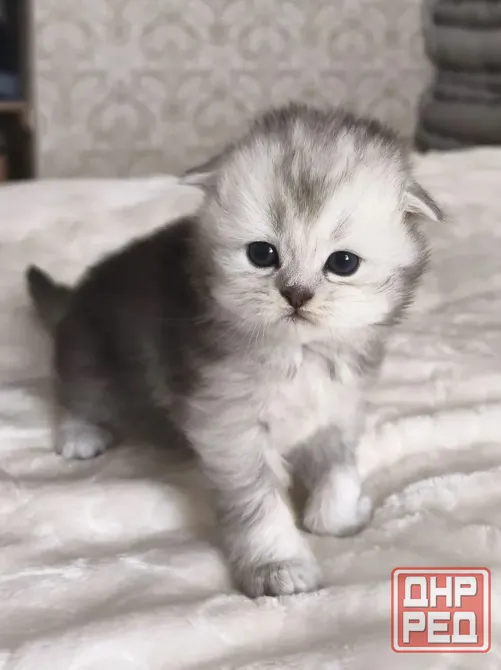 Шотландский вислоухий короткошёрстный котёнок Мариуполь - изображение 1