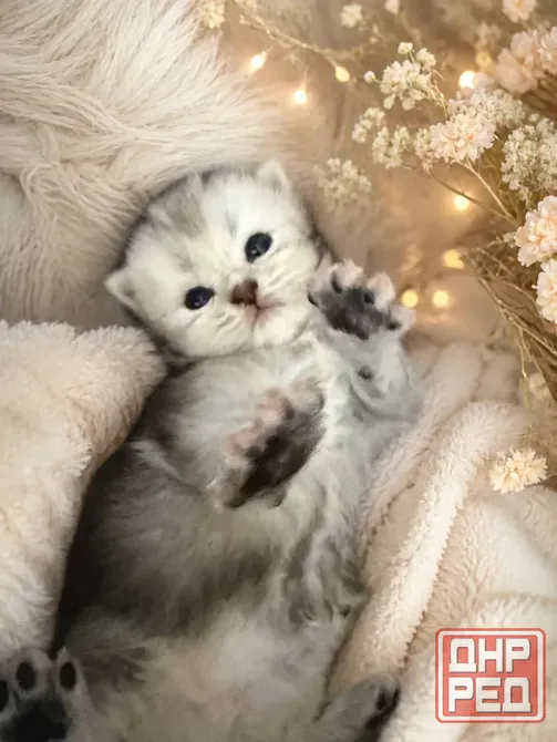 Шотландский вислоухий короткошёрстный котёнок Мариуполь - изображение 2