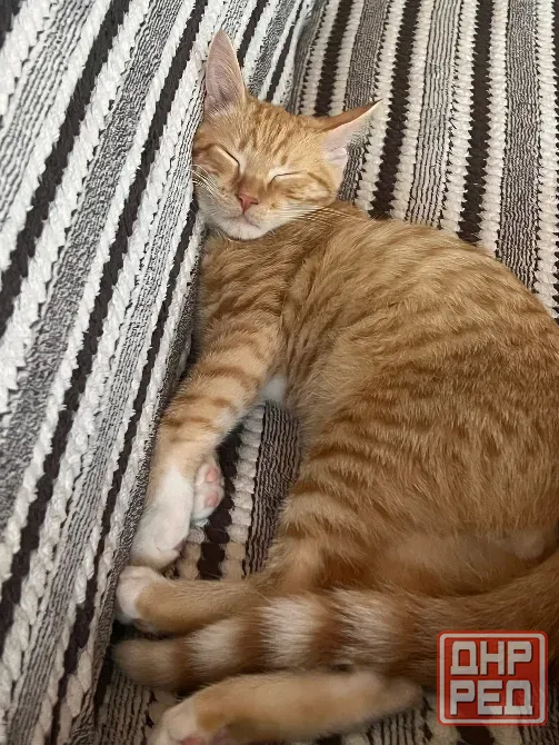 Отдам малышей в добрые руки Макеевка - изображение 2