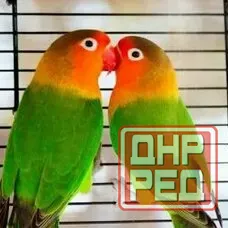 Продам неразлучников Фишера Макеевка - изображение 1
