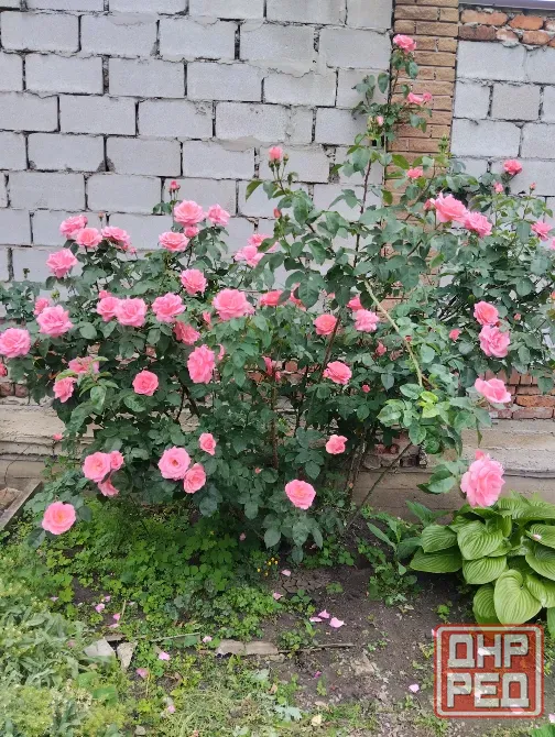 Продам дом. Калининский район. Донецк - изображение 8