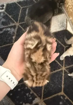 Шотландский вислоухий короткошёрстный котёнок Мариуполь