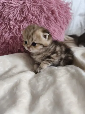 Шотландский вислоухий короткошёрстный котёнок Мариуполь