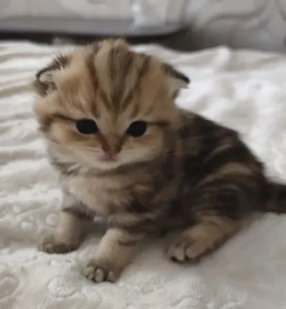 Шотландский вислоухий короткошёрстный котёнок Мариуполь
