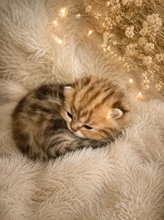 Шотландский вислоухий короткошёрстный котёнок Мариуполь