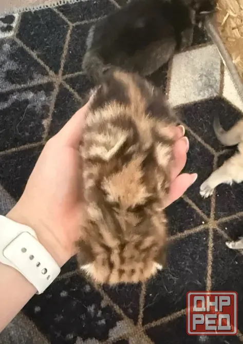 Шотландский вислоухий короткошёрстный котёнок Мариуполь - изображение 4