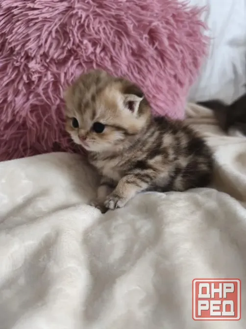 Шотландский вислоухий короткошёрстный котёнок Мариуполь - изображение 2