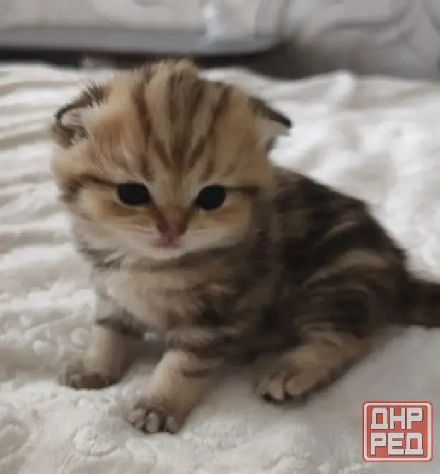 Шотландский вислоухий короткошёрстный котёнок Мариуполь - изображение 1