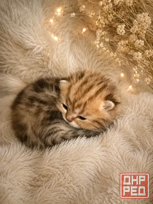 Шотландский вислоухий короткошёрстный котёнок Мариуполь - изображение 3