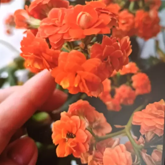 Каланхоэ махровый Донецк