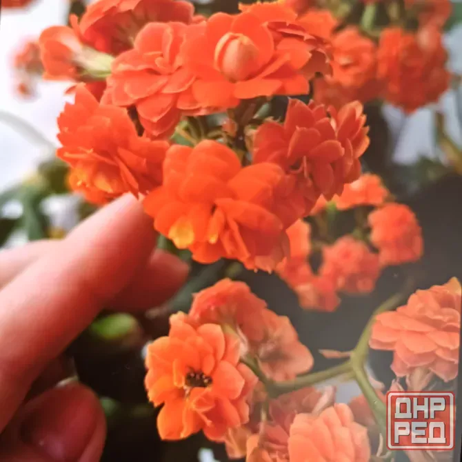 Каланхоэ махровый Донецк - изображение 2