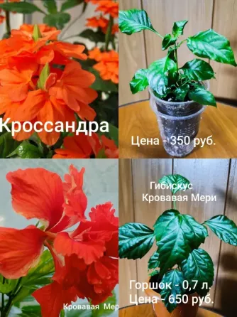 Комнатная роза ( гибискус) Донецк