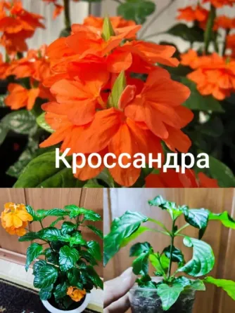 Комнатная роза ( гибискус), кроссандра. Донецк