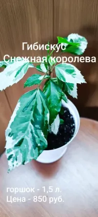 Комнатная роза ( гибискус) Донецк