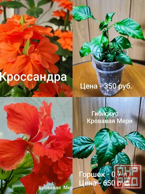 Комнатная роза ( гибискус) Донецк - изображение 1
