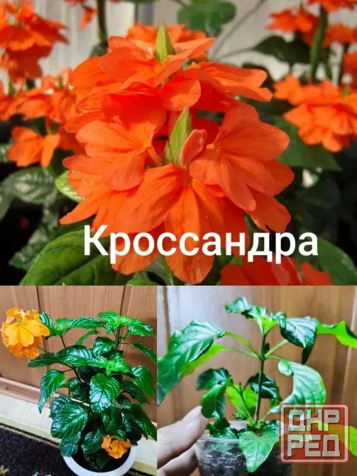 Комнатная роза ( гибискус), кроссандра. Донецк - изображение 4