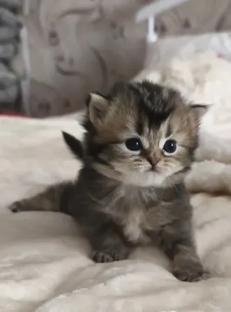 Шотландский прямоухий короткошёрстный котёнок Мариуполь