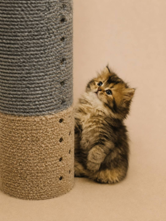 Шотландский прямоухий длинношерстный котёнок Мариуполь