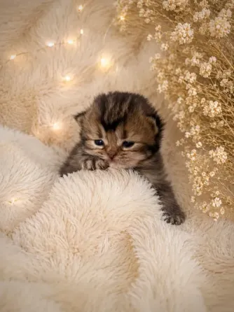 Шотландский прямоухий короткошёрстный котёнок Мариуполь