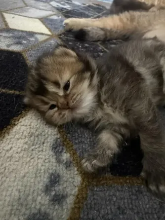 Шотландский прямоухий короткошёрстный котёнок Мариуполь