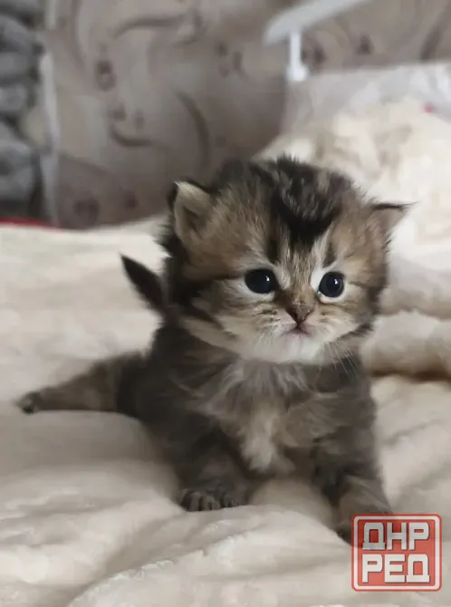 Шотландский прямоухий короткошёрстный котёнок Мариуполь - изображение 1