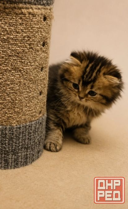 Шотландский прямоухий длинношерстный котёнок Мариуполь - изображение 3