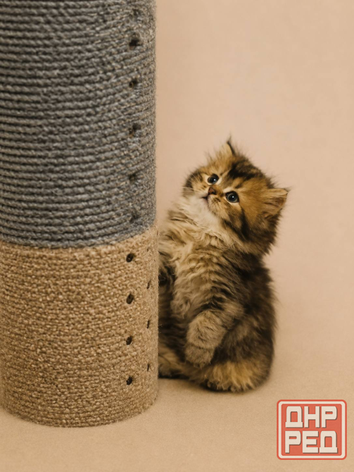 Шотландский прямоухий длинношерстный котёнок Мариуполь - изображение 2