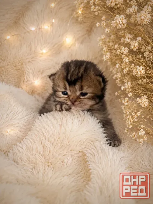 Шотландский прямоухий короткошёрстный котёнок Мариуполь - изображение 2
