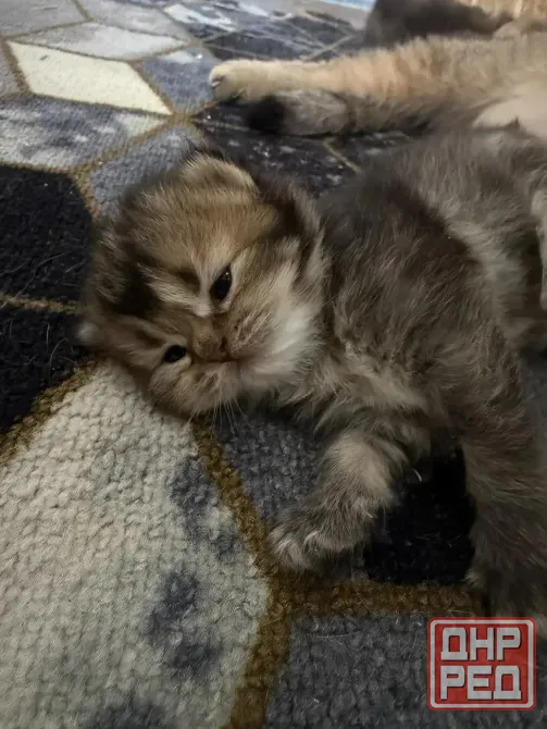 Шотландский прямоухий короткошёрстный котёнок Мариуполь - изображение 3