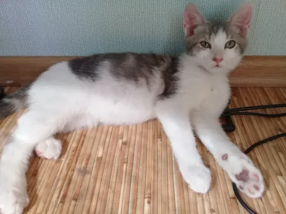 Котенок Мальчик - Кот Макеевка