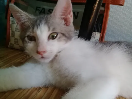 Котенок Мальчик - Кот Макеевка