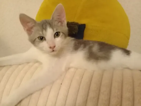 Котенок Мальчик - Кот Макеевка