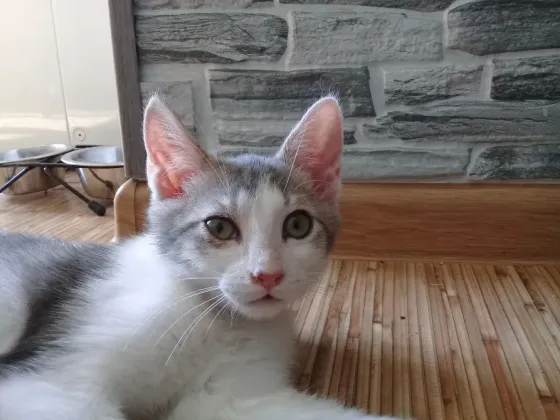 Котенок Мальчик - Кот Макеевка