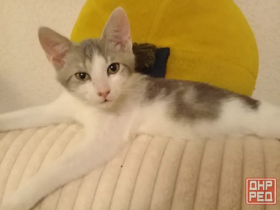 Котенок Мальчик - Кот Макеевка - изображение 1